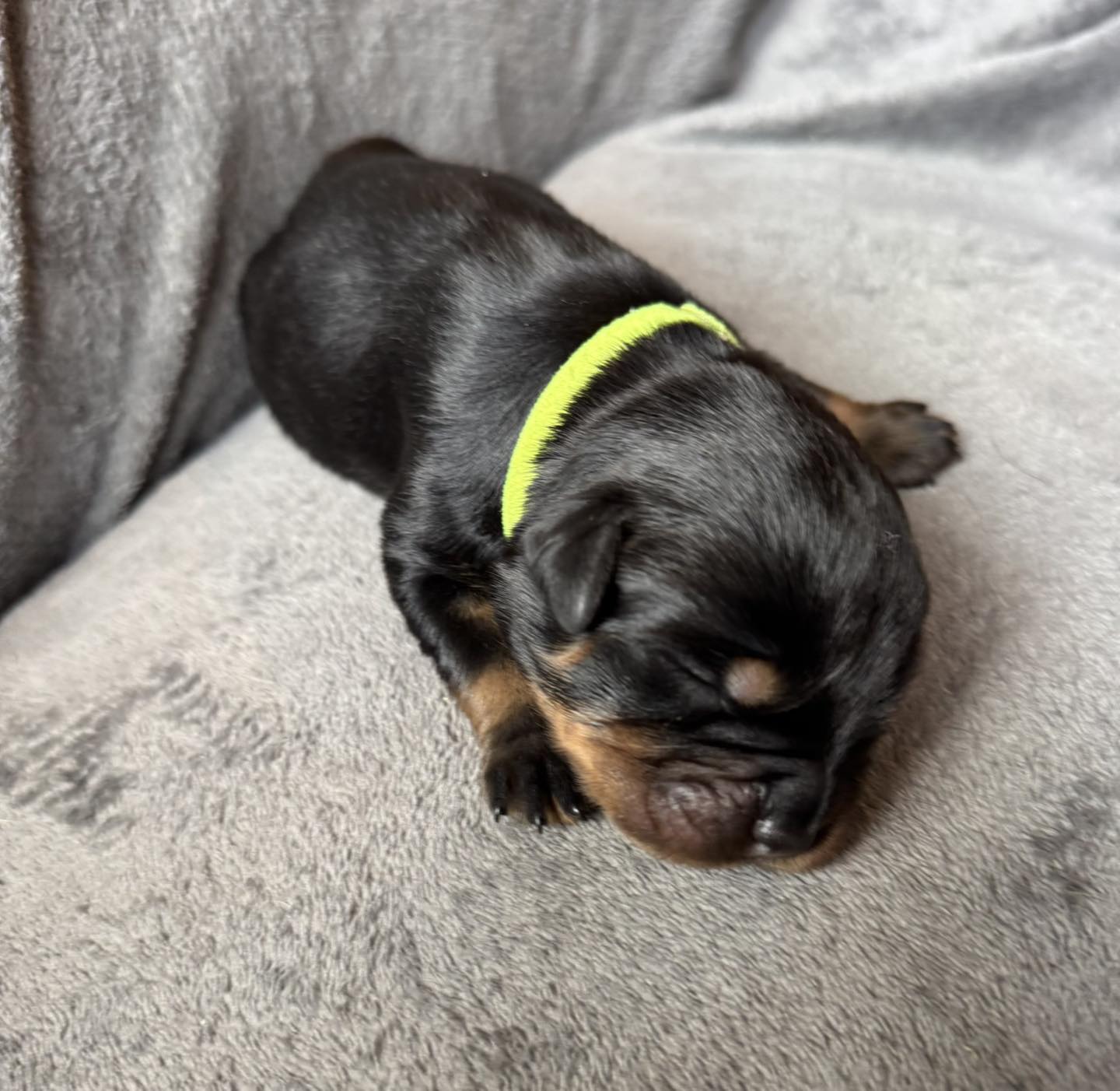 photo du chiot jaune