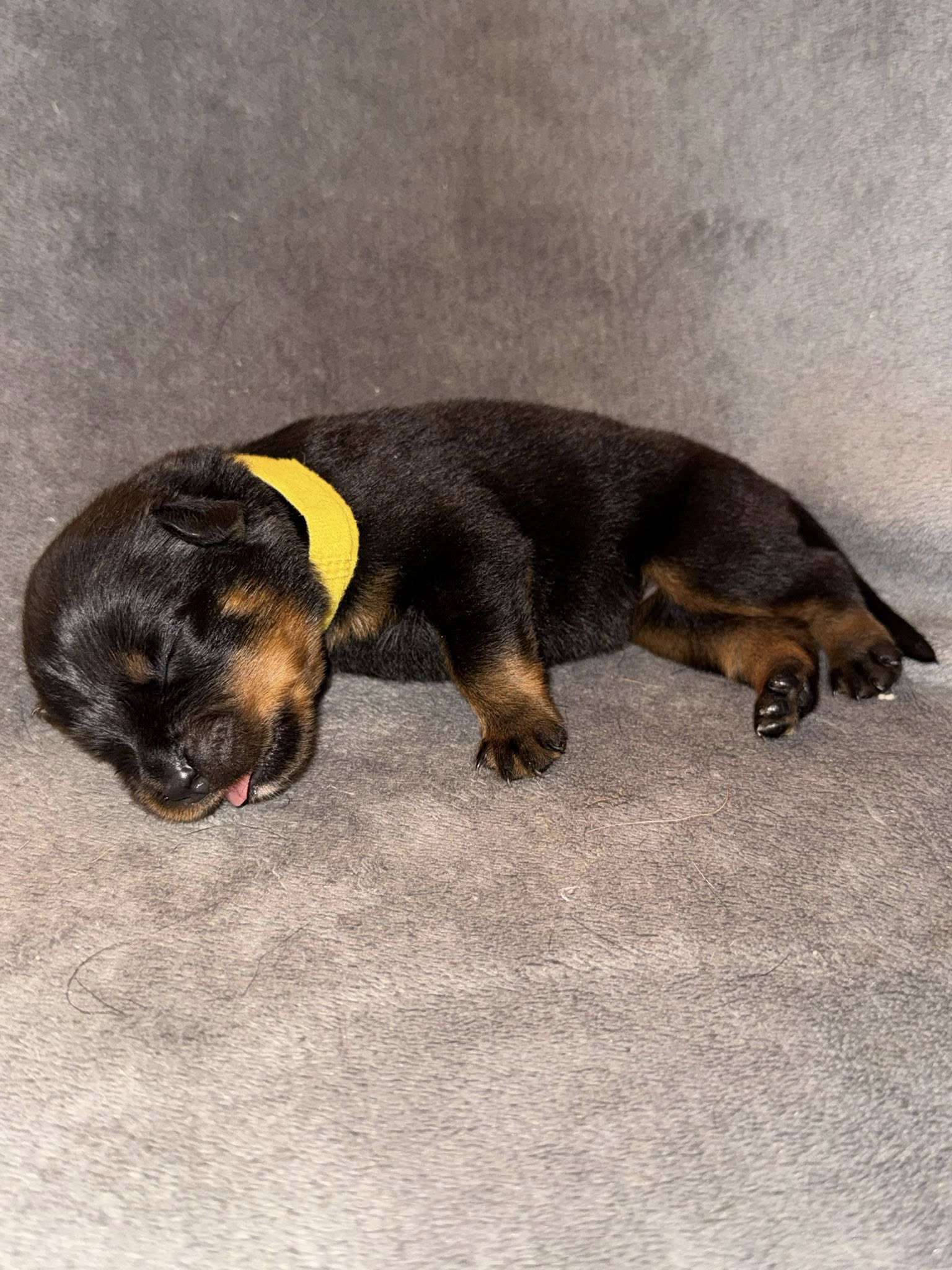 photo du chiot jaune 