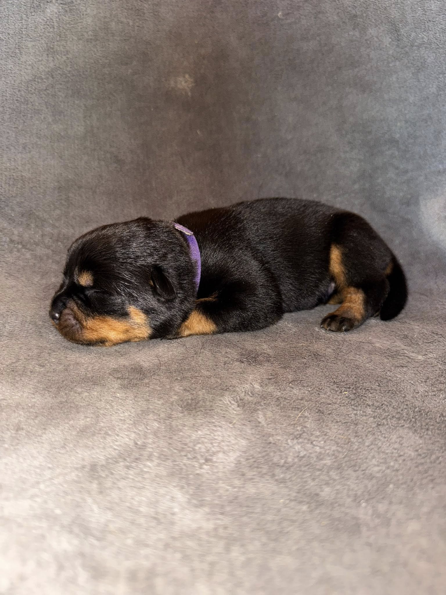 photo du chiot mauve 