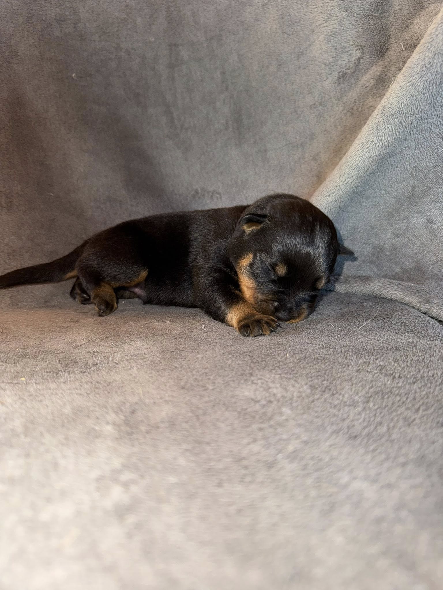 photo du chiot noir 