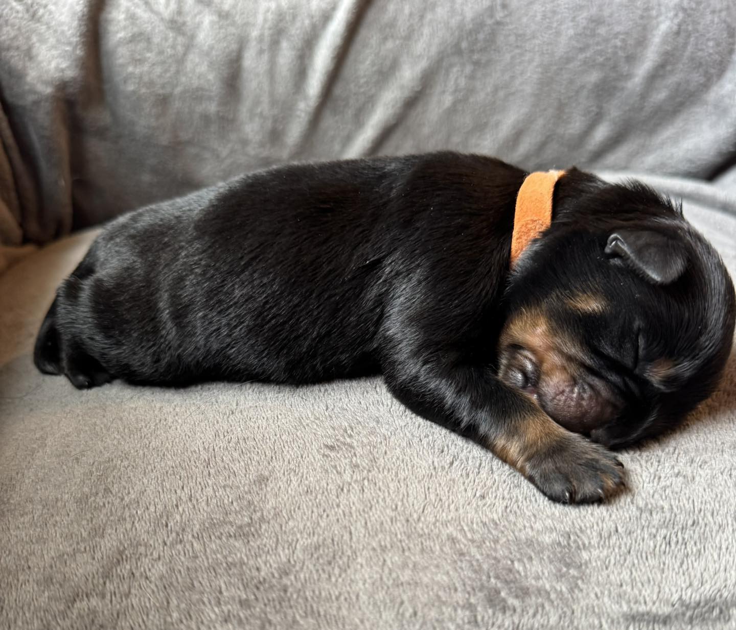 photo du chiot orange