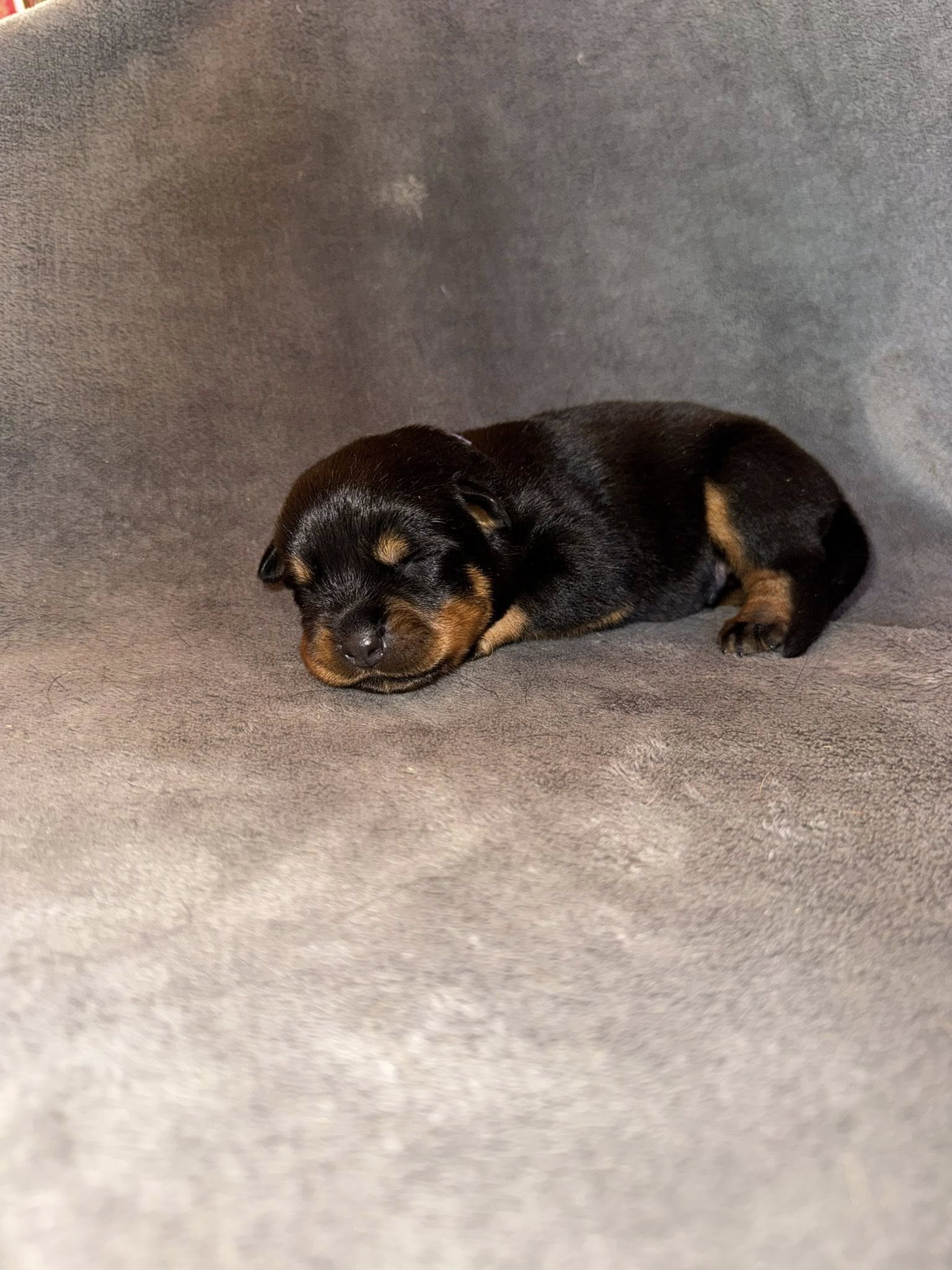 photo du chiot rose